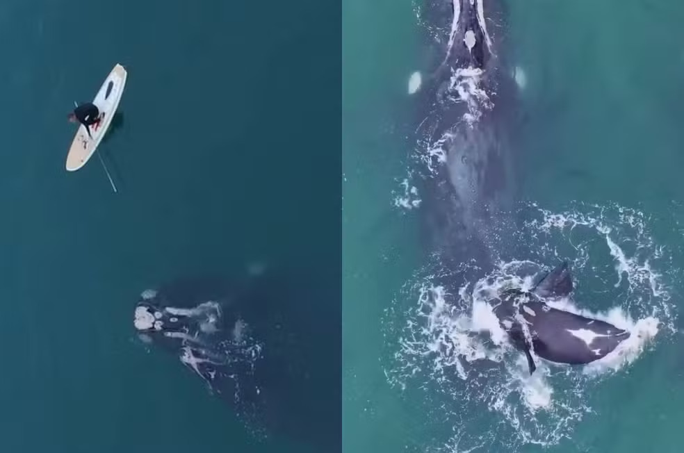 Homem em prancha solta rede de pesca presa em baleia no litoral de SC